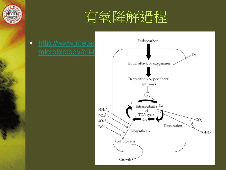 有氧降解過程 • http: //www. metamicrobe. com/petroleummicrobiology/oil-bioremediation-introduction. html 