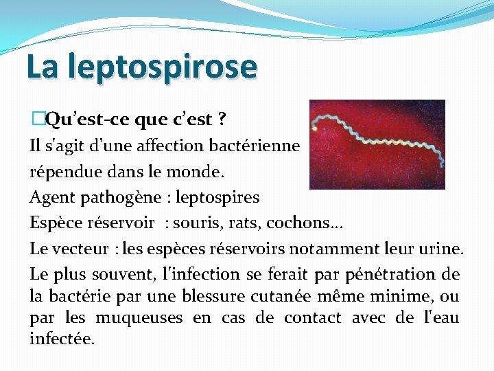 La leptospirose �Qu’est-ce que c’est ? Il s'agit d'une affection bactérienne répendue dans le