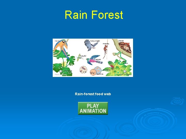 Rain Forest Rain-forest food web 