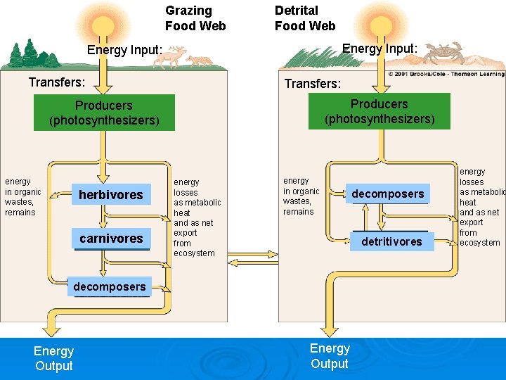 Grazing Food Web Detrital Food Web Two Types of Food Webs Energy Input: Transfers: