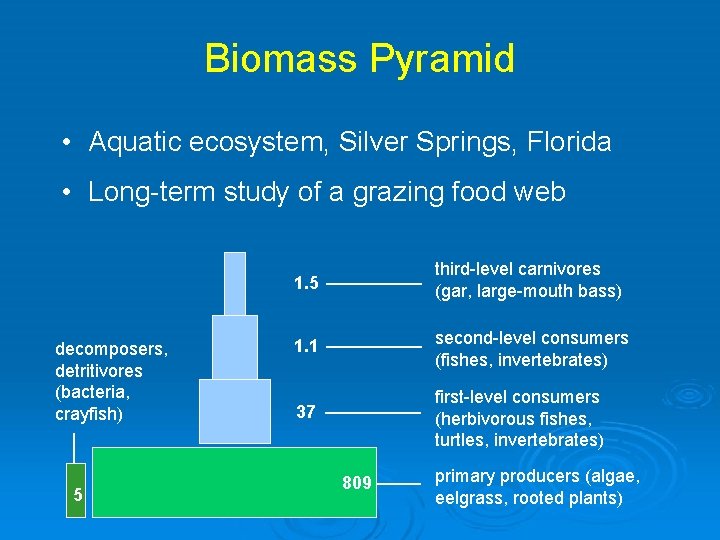 Biomass Pyramid • Aquatic ecosystem, Silver Springs, Florida • Long-term study of a grazing