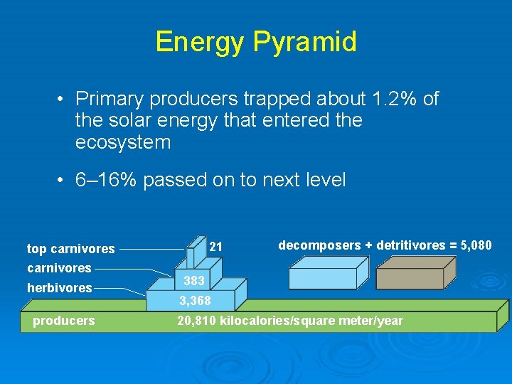 Energy Pyramid • Primary producers trapped about 1. 2% of the solar energy that
