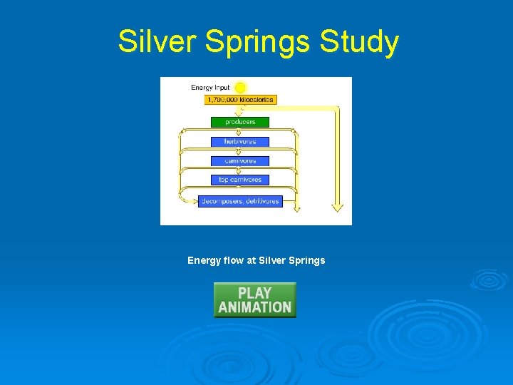 Silver Springs Study Energy flow at Silver Springs 