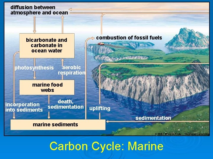 diffusion between atmosphere and ocean bicarbonate and carbonate in ocean water photosynthesis combustion of