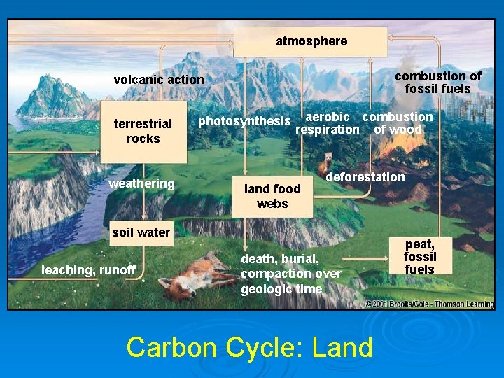atmosphere combustion of fossil fuels volcanic action terrestrial rocks weathering photosynthesis aerobic combustion respiration