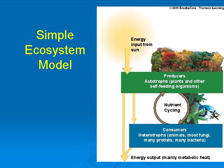 Simple Ecosystem Model Energy input from sun Producers Autotrophs (plants and other self-feeding organisms)
