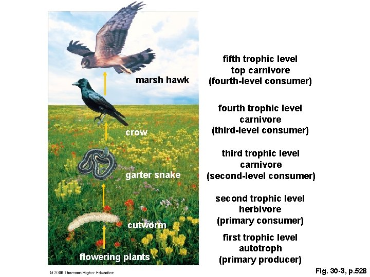 marsh hawk crow garter snake cutworm flowering plants fifth trophic level top carnivore (fourth-level