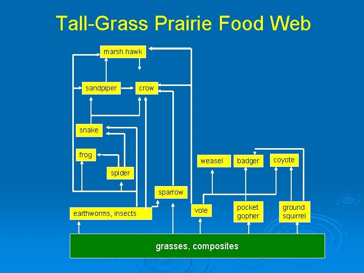 Tall-Grass Prairie Food Web marsh hawk sandpiper crow snake frog weasel badger coyote spider