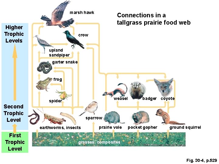 marsh hawk Higher Trophic Levels Connections in a tallgrass prairie food web crow upland