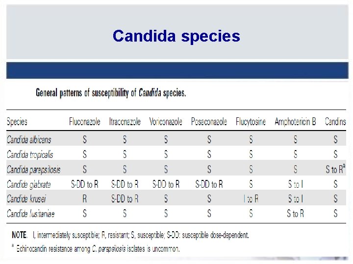 Candida species 