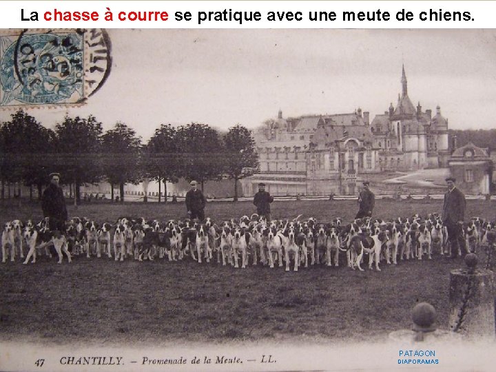 La chasse à courre se pratique avec une meute de chiens. chasse à courre
