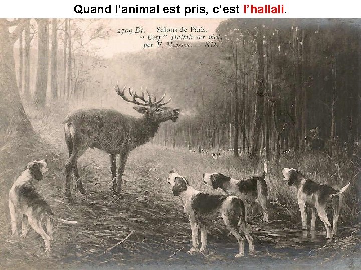 Quand l’animal est pris, c’est l’hallali 