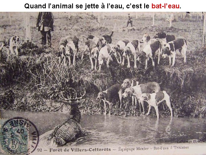 Quand l’animal se jette à l’eau, c’est le bat-l’eau 