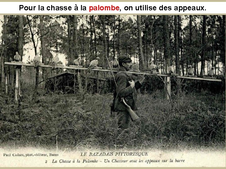 Pour la chasse à la palombe, on utilise des appeaux. palombe 