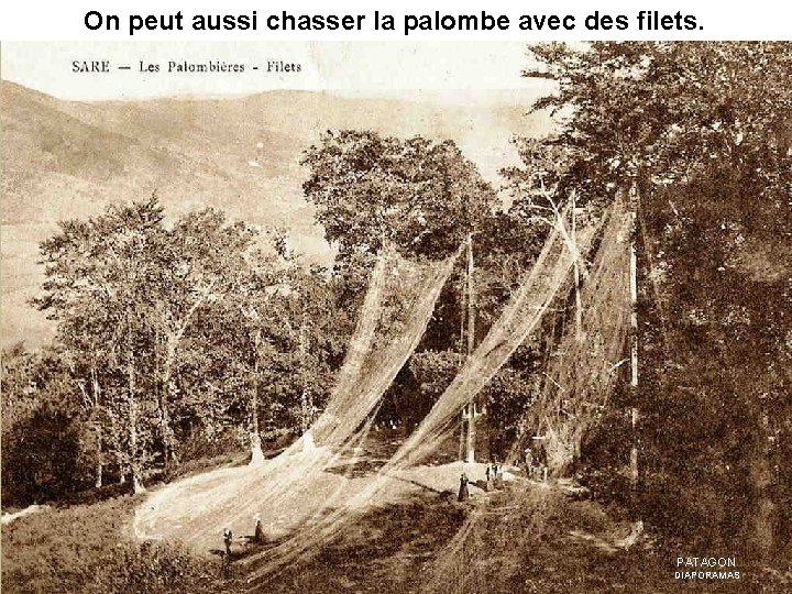 On peut aussi chasser la palombe avec des filets. PATAGON DIAPORAMAS 