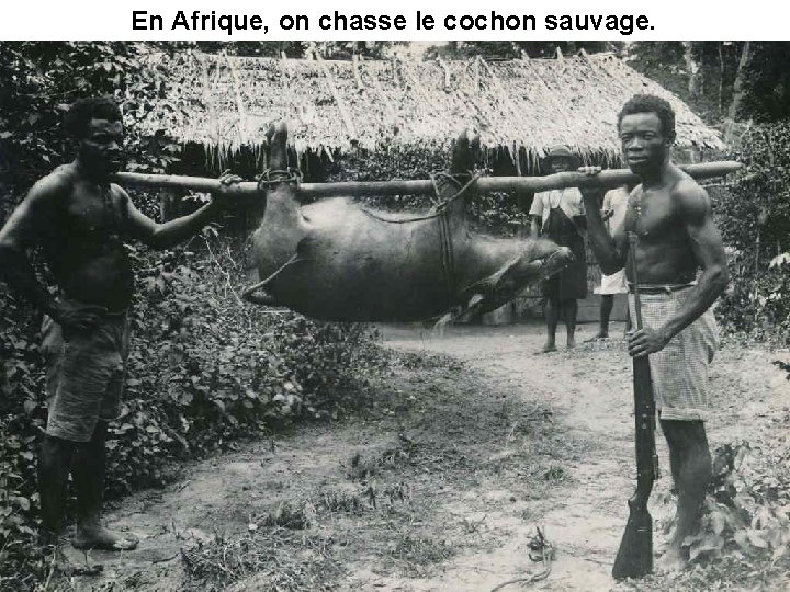 En Afrique, on chasse le cochon sauvage. 