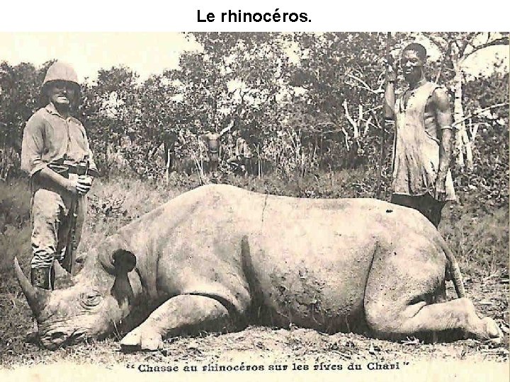 Le rhinocéros. 