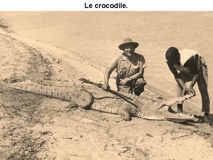 Le crocodile. 