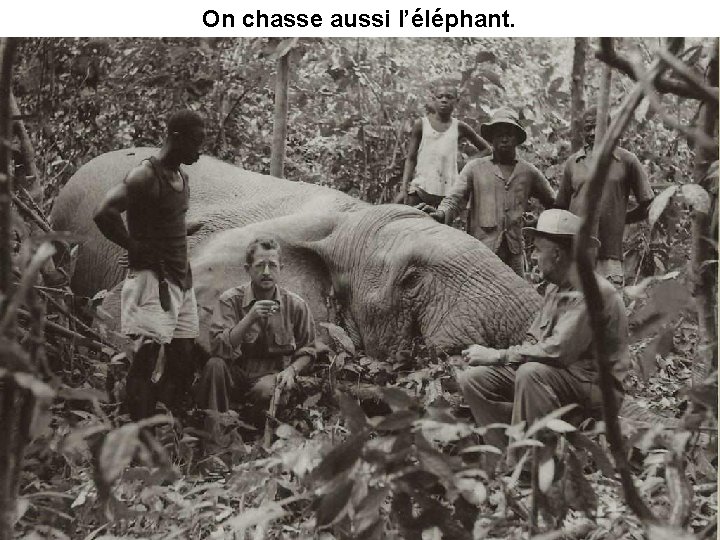 On chasse aussi l’éléphant. 