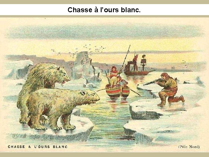 Chasse à l’ours blanc. 