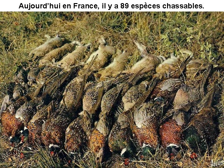 Aujourd’hui en France, il y a 89 espèces chassables. 