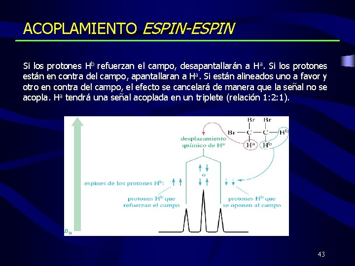 ACOPLAMIENTO ESPIN-ESPIN Si los protones Hb refuerzan el campo, desapantallarán a Ha. Si los