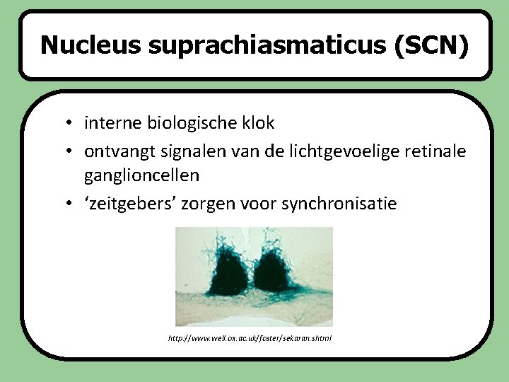 Nucleus Slaapstoornissen suprachiasmaticus (SCN) • interne biologische klok • ontvangt signalen van de lichtgevoelige
