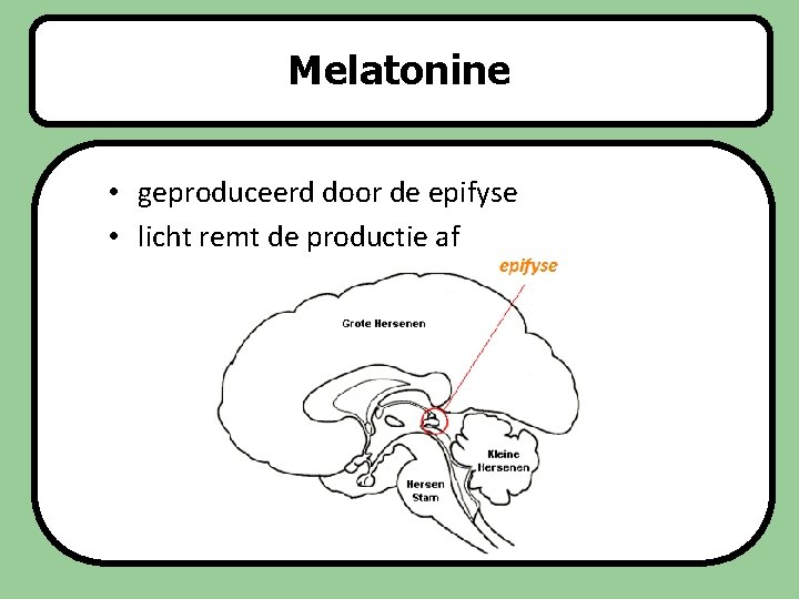 Melatonine Slaapstoornissen • geproduceerd door de epifyse • licht remt de productie af 