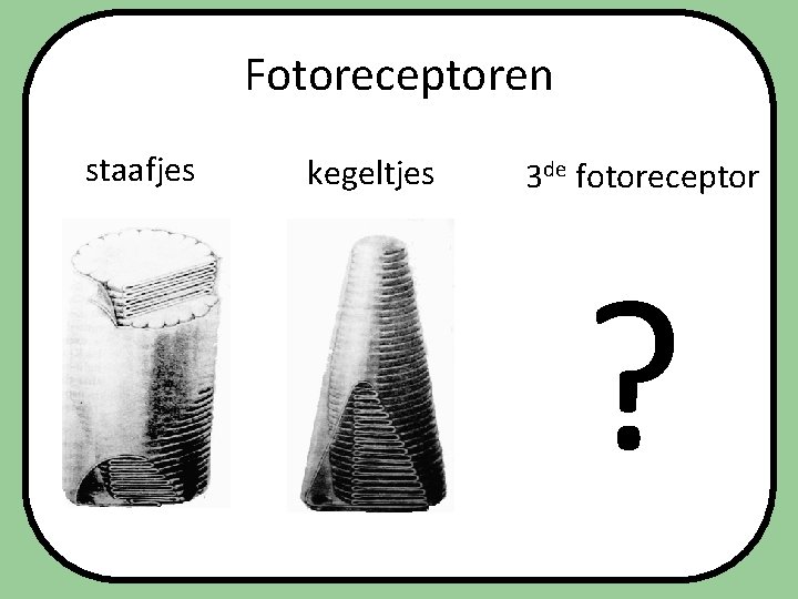 Fotoreceptoren staafjes kegeltjes 3 de fotoreceptor ? 