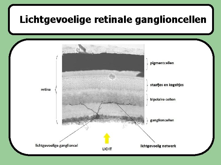 Lichtgevoelige retinale ganglioncellen Slaapstoornissen 