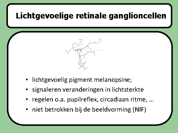 Lichtgevoelige retinale ganglioncellen Slaapstoornissen • • lichtgevoelig pigment melanopsine; signaleren veranderingen in lichtsterkte regelen