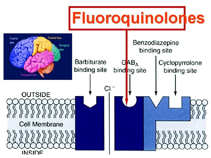 Fluoroquinolones 