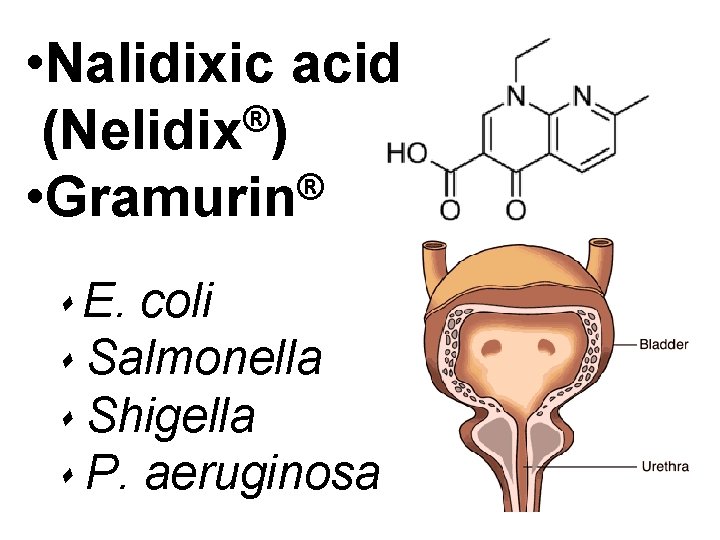  • Nalidixic acid ® (Nelidix ) ® • Gramurin E. coli Salmonella Shigella