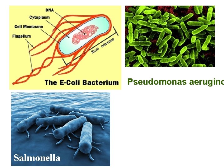 Pseudomonas aerugino Salmonella 