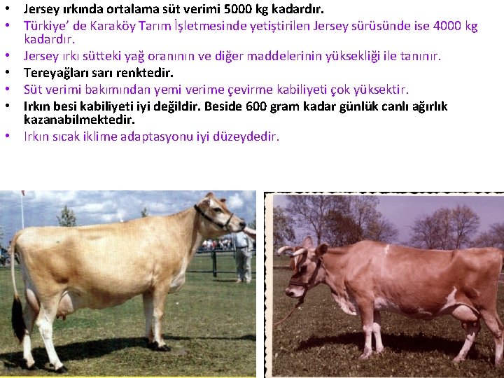  • Jersey ırkında ortalama süt verimi 5000 kg kadardır. • Türkiye’ de Karaköy