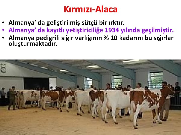 Kırmızı-Alaca • Almanya’ da geliştirilmiş sütçü bir ırktır. • Almanya’ da kayıtlı yetiştiriciliğe 1934