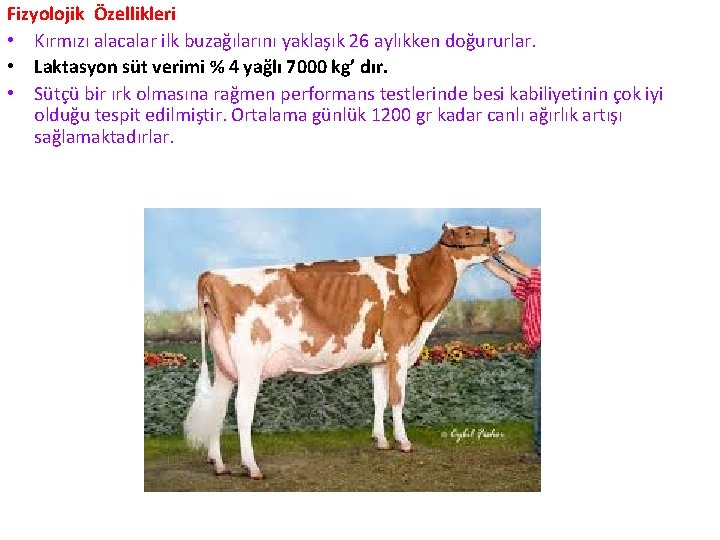 Fizyolojik Özellikleri • Kırmızı alacalar ilk buzağılarını yaklaşık 26 aylıkken doğururlar. • Laktasyon süt