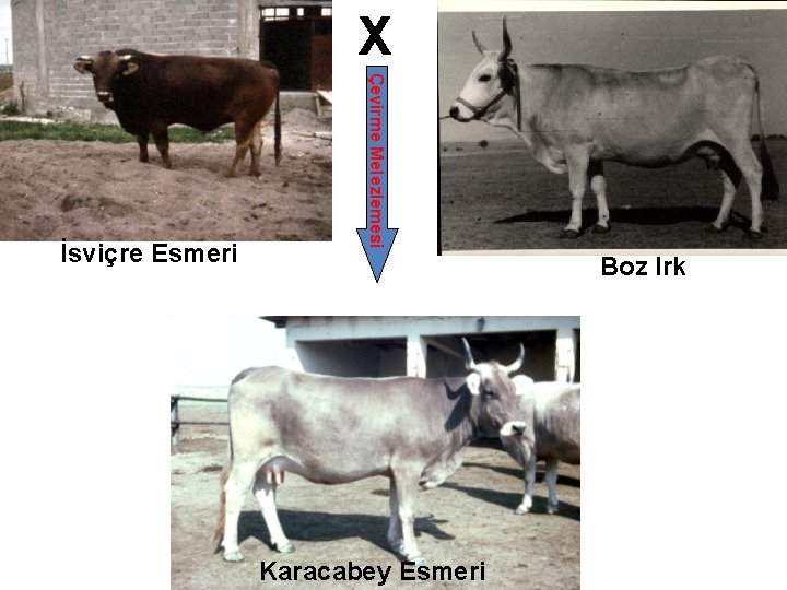 X Çevirme Melezlemesi İsviçre Esmeri Boz Irk Karacabey Esmeri 