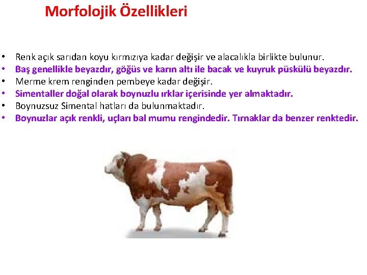 Morfolojik Özellikleri • • • Renk açık sarıdan koyu kırmızıya kadar değişir ve alacalıkla