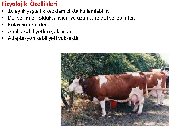 Fizyolojik Özellikleri • • • 16 aylık yaşta ilk kez damızlıkta kullanılabilir. Döl verimleri