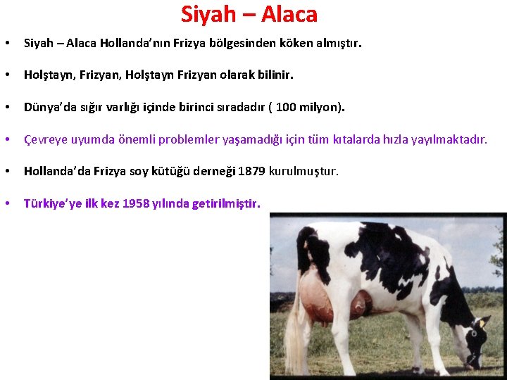 Siyah – Alaca • Siyah – Alaca Hollanda’nın Frizya bölgesinden köken almıştır. • Holştayn,