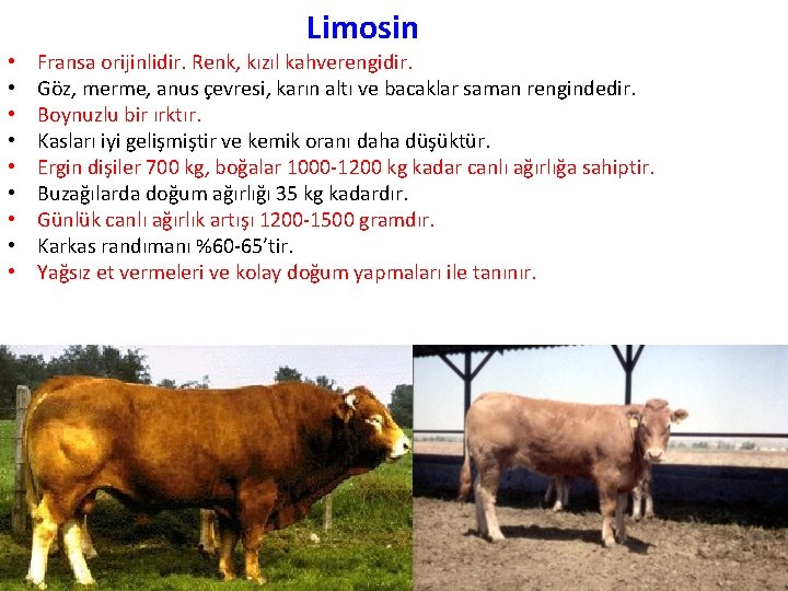 Limosin • • • Fransa orijinlidir. Renk, kızıl kahverengidir. Göz, merme, anus çevresi, karın