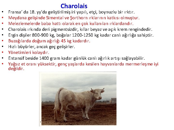  • • • Charolais Fransa’ da 18. yy’da geliştirilmiş iri yapılı, etçi, boynuzlu