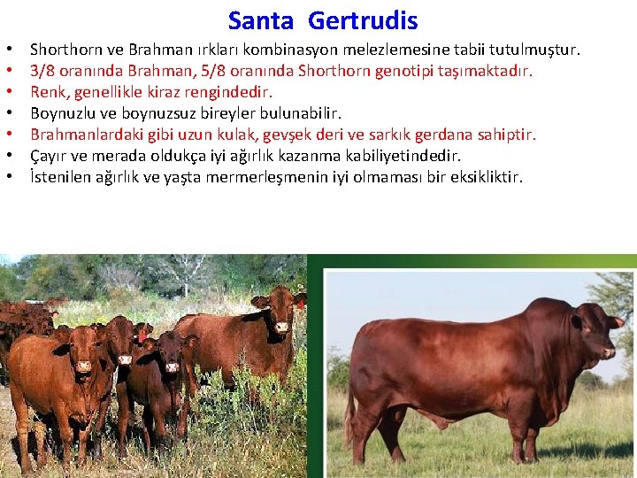 Santa Gertrudis • • Shorthorn ve Brahman ırkları kombinasyon melezlemesine tabii tutulmuştur. 3/8 oranında