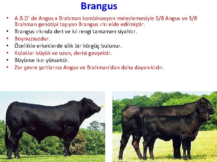 Brangus • A. B. D’ de Angus x Brahman kombinasyon melezlemesiyle 5/8 Angus ve