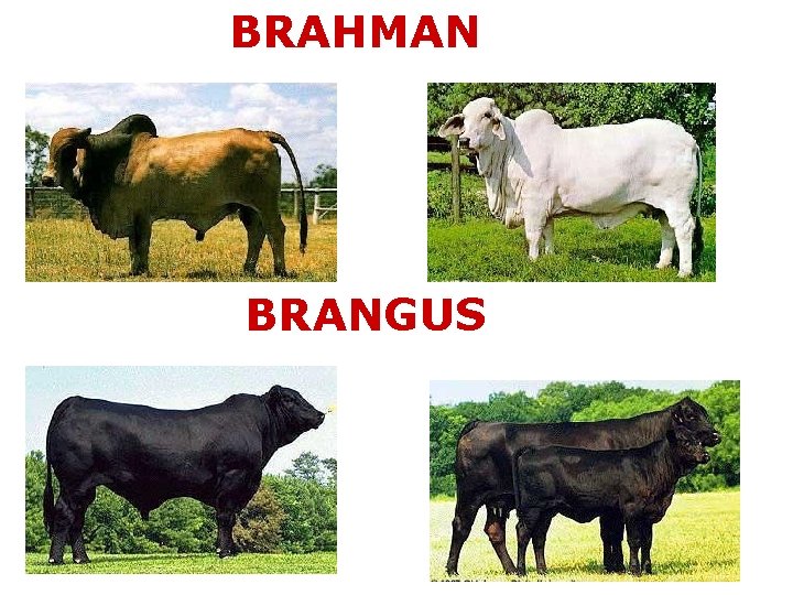 BRAHMAN BRANGUS 