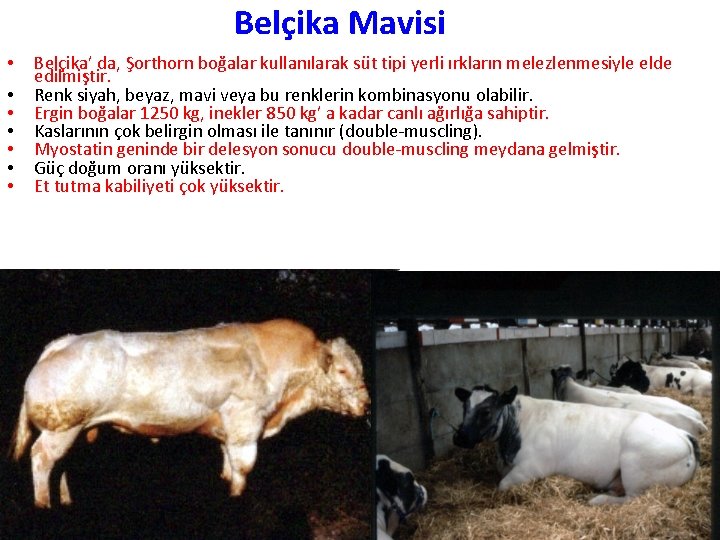 Belçika Mavisi • • Belçika’ da, Şorthorn boğalar kullanılarak süt tipi yerli ırkların melezlenmesiyle