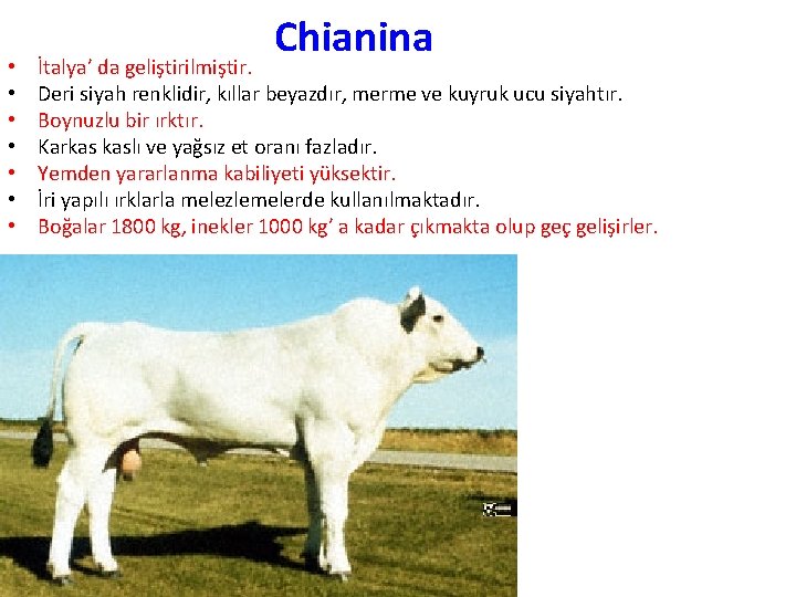  • • Chianina İtalya’ da geliştirilmiştir. Deri siyah renklidir, kıllar beyazdır, merme ve