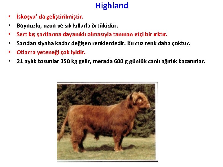 Highland • • • İskoçya’ da geliştirilmiştir. Boynuzlu, uzun ve sık kıllarla örtülüdür. Sert