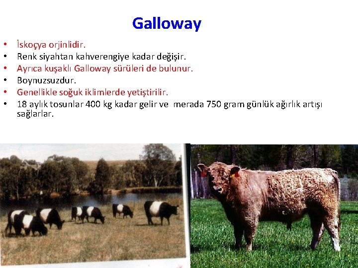 Galloway • • • İskoçya orjinlidir. Renk siyahtan kahverengiye kadar değişir. Ayrıca kuşaklı Galloway